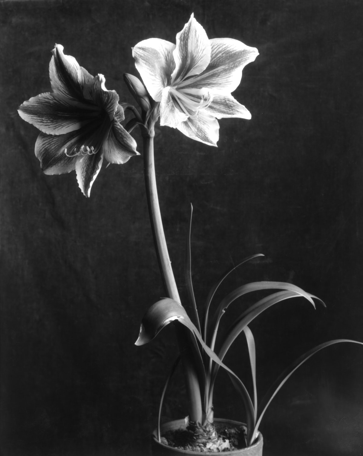 Image result for imogen cunningham flower photogrpahy