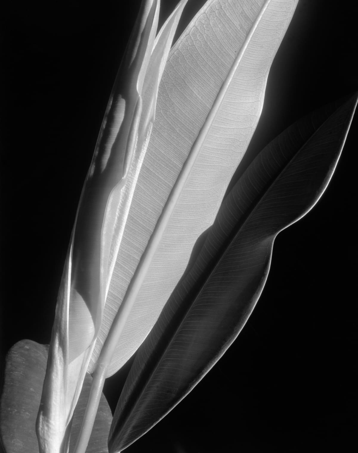Imogen Cunningham : Flora / photo:Imogen Cunningham