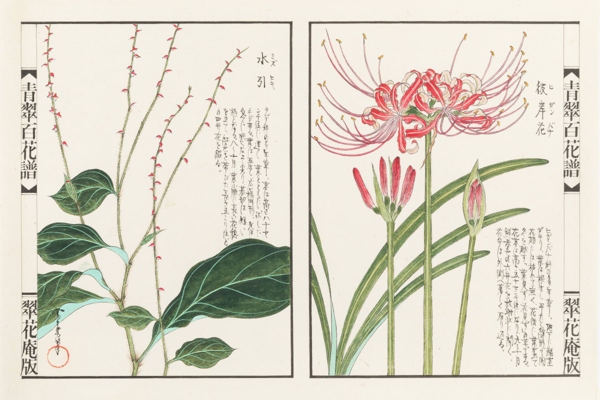 川岸富士男 植物画 竹似草 額装 水彩画 ボタニカルアート - 美術品