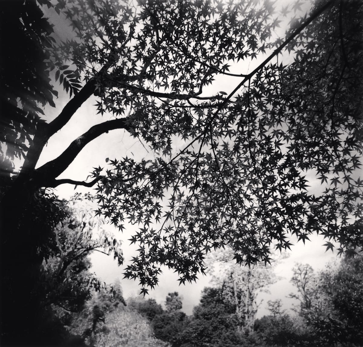 Michael Kenna - Forms of Japan | Ira Stehmann