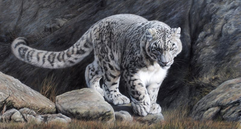 A snow leopard prowling along a craggy ridge, its grey coat