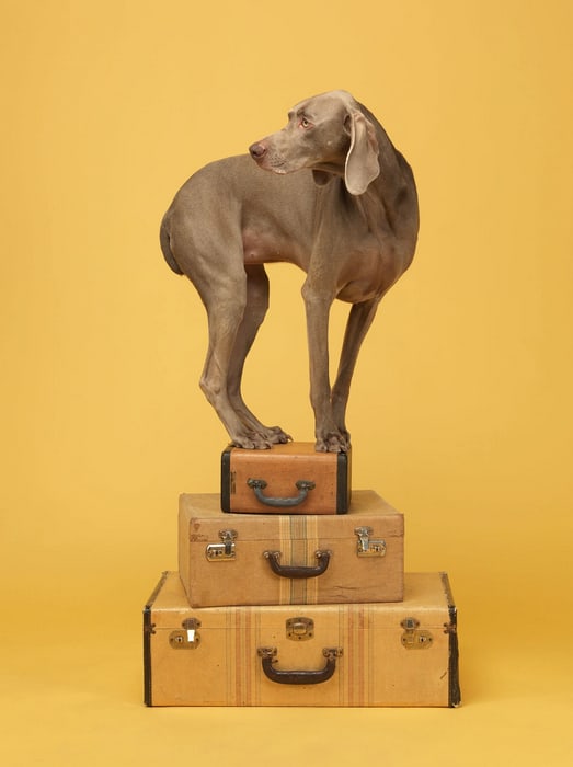 William Wegman - Works | Lisa Sette Gallery