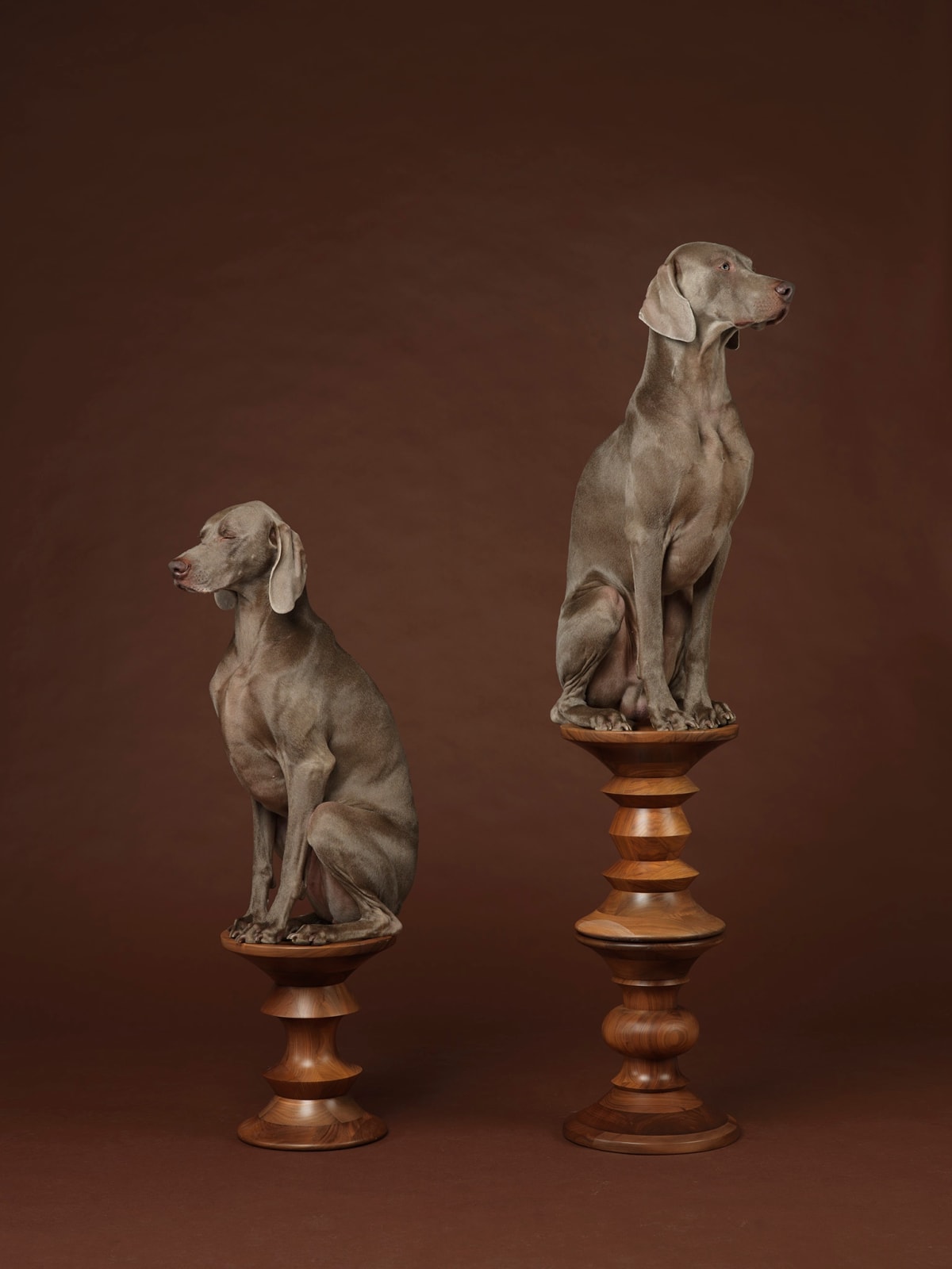 William Wegman - Works | Lisa Sette Gallery
