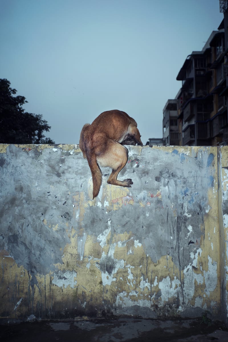 Dog jumping online over wall