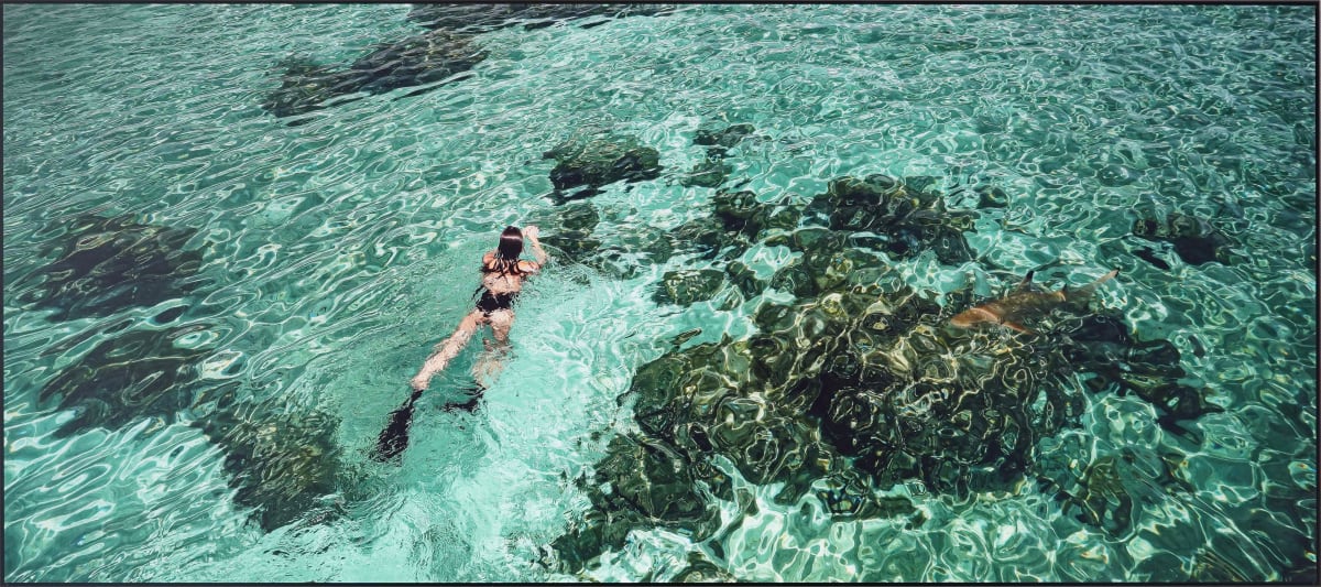 View from the Sky : Turquoise & Shark