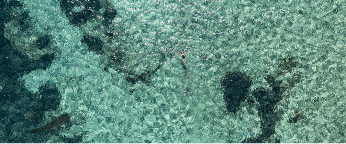 View from the Sky: Fin & Whale Shark