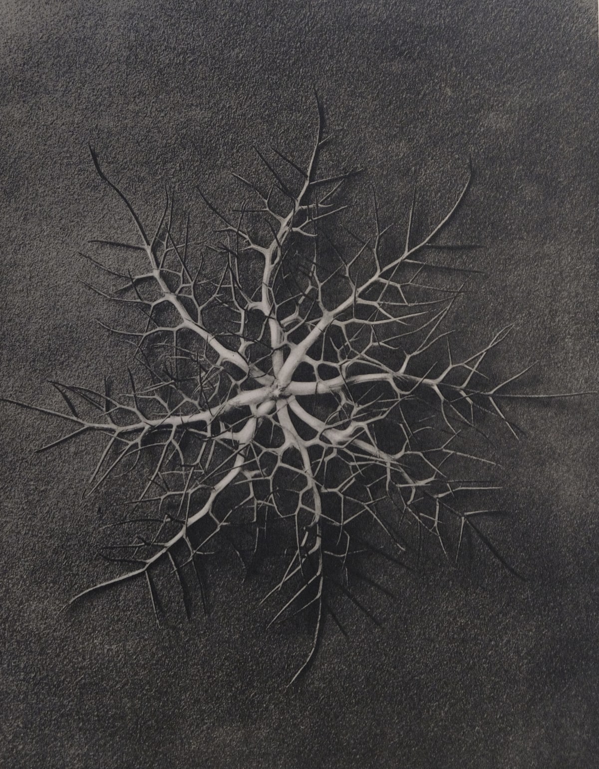 Karl Blossfeldt | Michael Hoppen Gallery