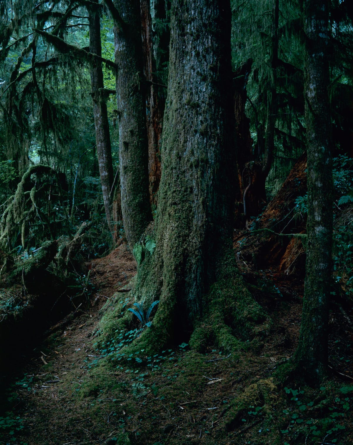 Yoshihiko Ueda | Michael Hoppen Gallery