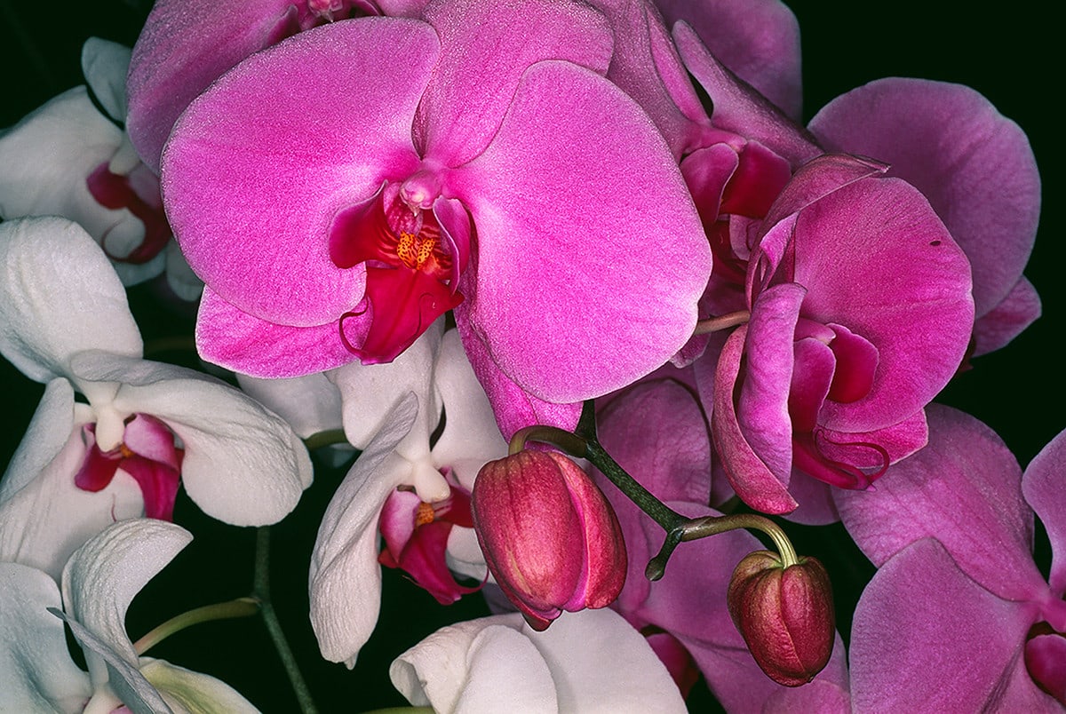 Nobuyoshi Araki | Michael Hoppen Gallery