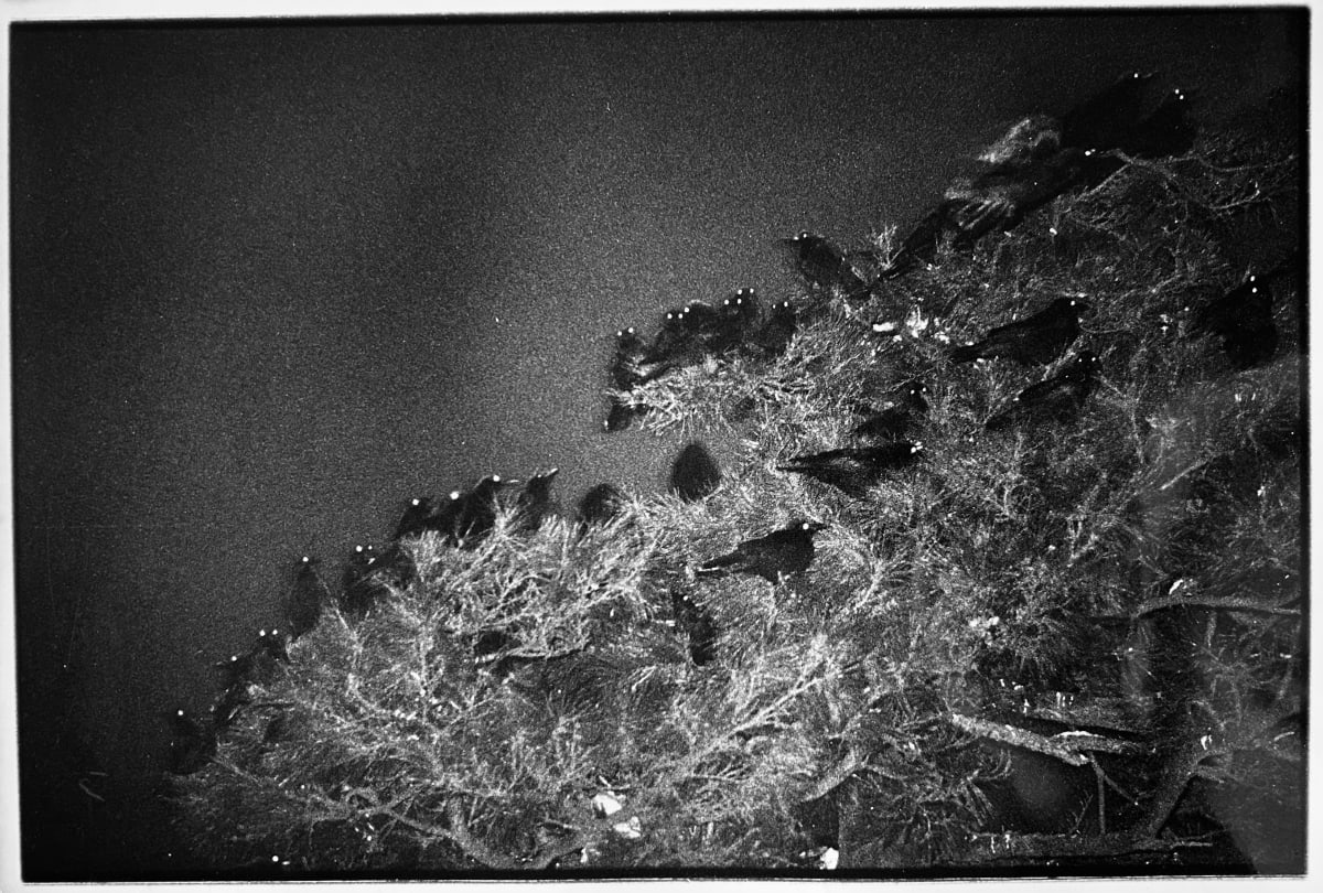 Masahisa Fukase | Michael Hoppen Gallery