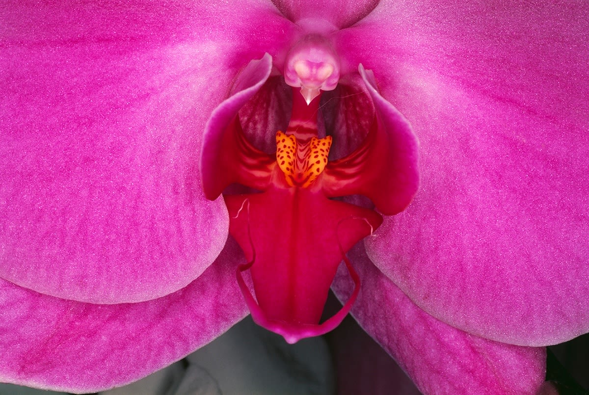 Nobuyoshi Araki, Hana Jinsei, 2002 | Michael Hoppen Gallery