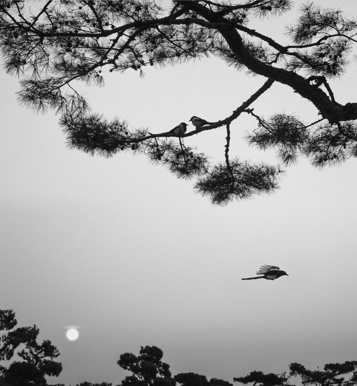 Pentti Sammallahti - Works | The Hulett Collection