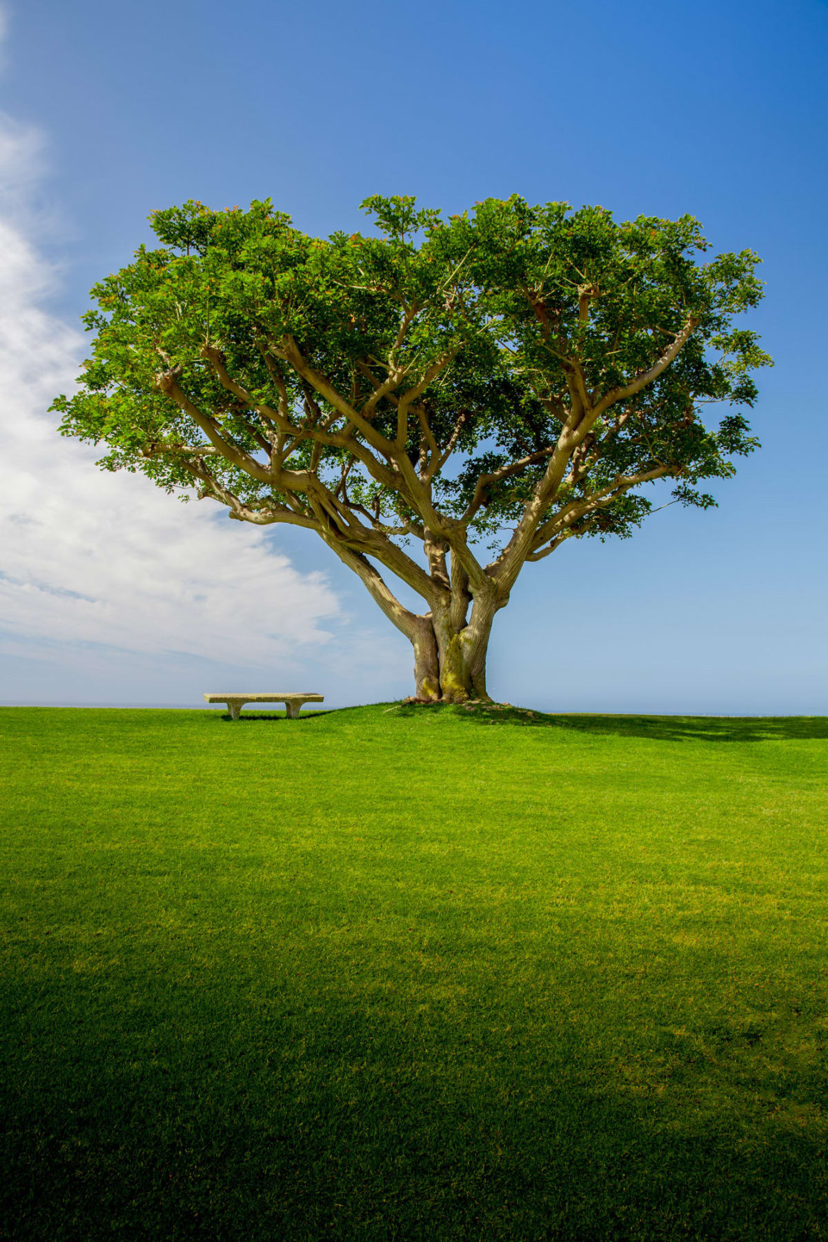 The Giving Tree