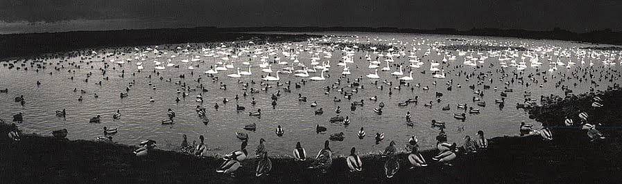 Pentti Sammallahti, Martinmere, England (Ducks and Swans