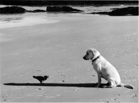 Pentti Sammallahti, Western Cape, South Africa (dog and bird