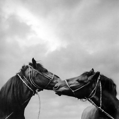 Pentti Sammallahti, Untitled (Horse Kiss), 1979 | Peter