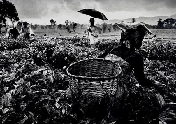 Sebastião Salgado, Tea picking in the hills of the Gisakura