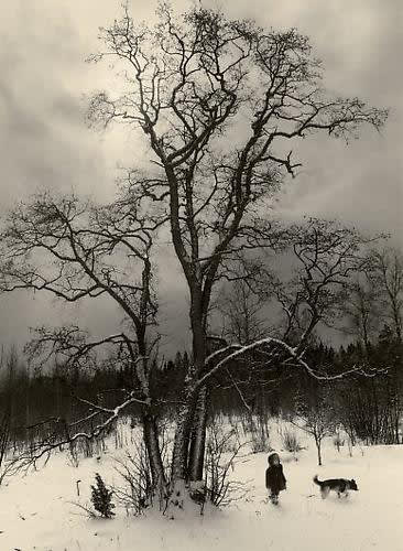 Pentti Sammallahti, Finström, Åland Island, Finland (Dog and
