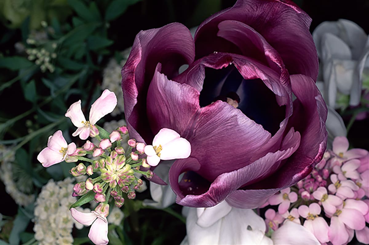 NOBUYOSHI ARAKI - Works | PİLEVNELİ
