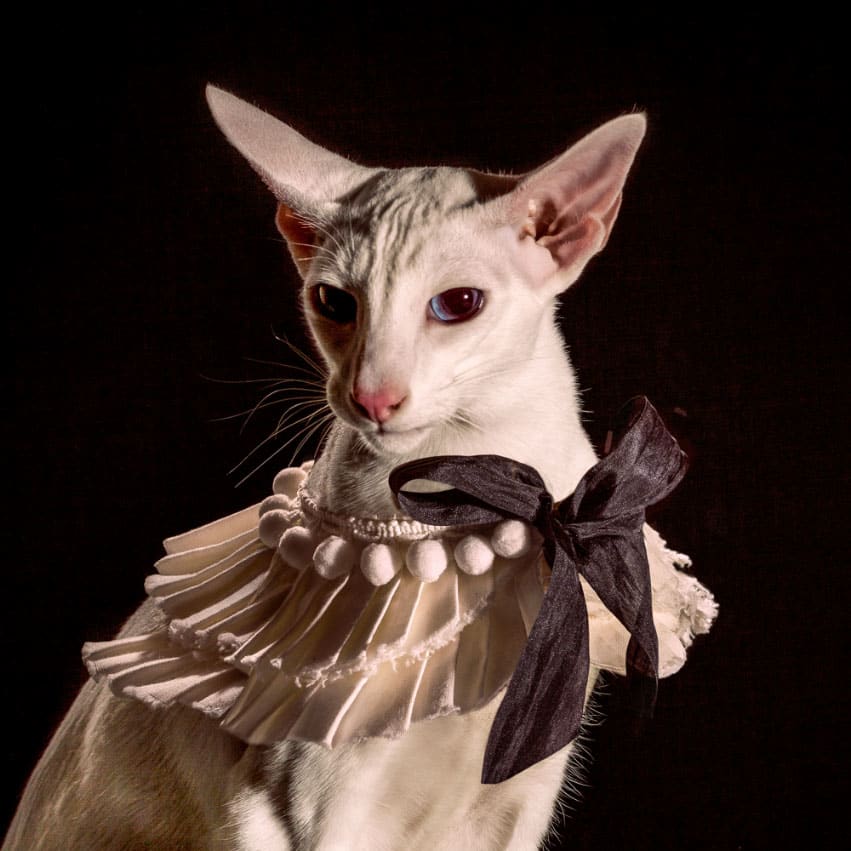 Fancy cat sales
