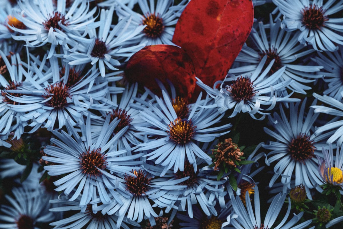 Botanical Photography, 2019