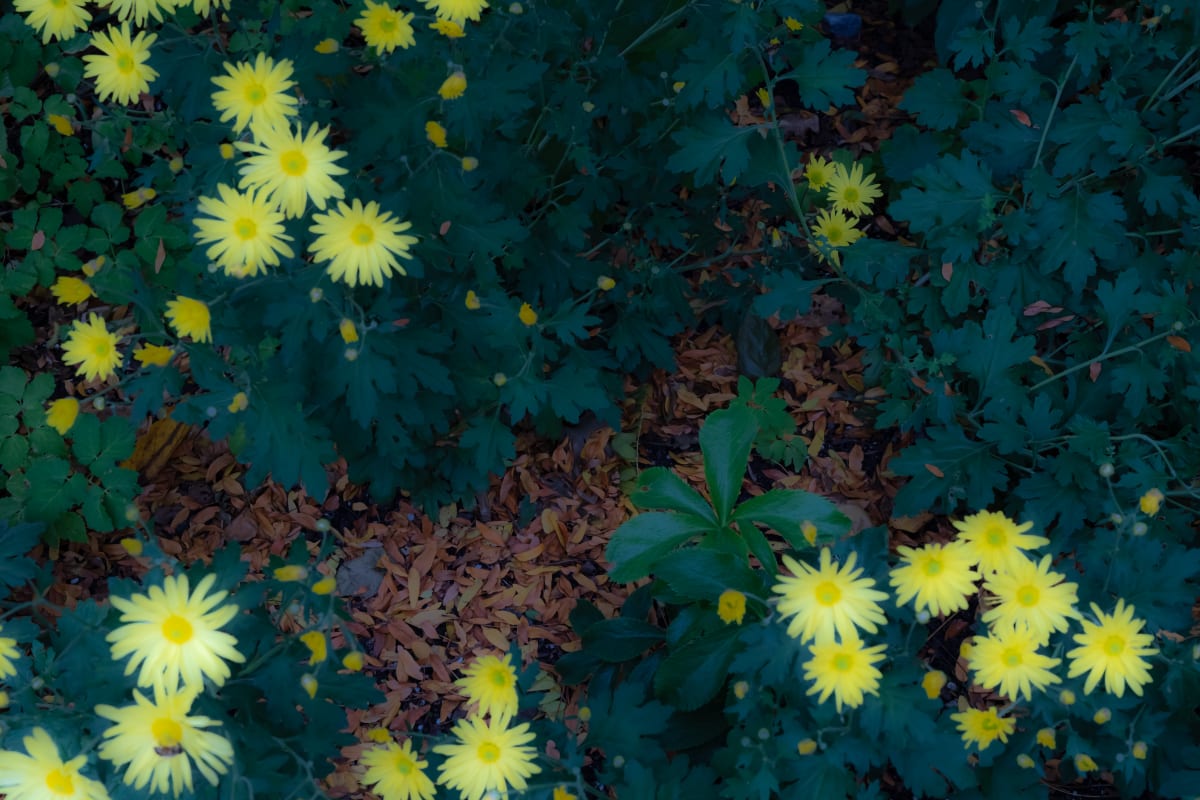 Botanical Photography, 2019