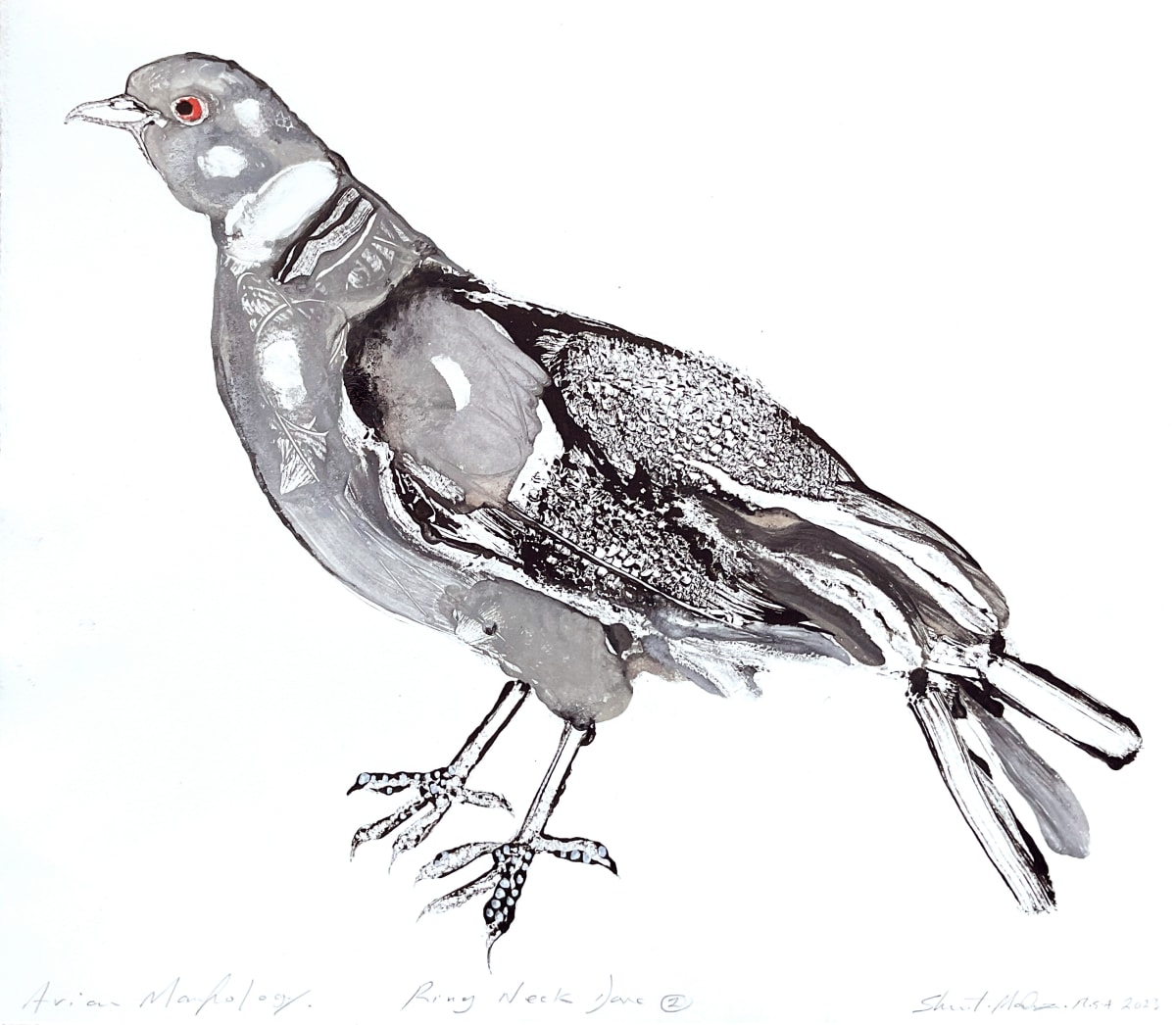 Avian Morphology Dove Hybrids: Ring Neck Dove Hybrid 2
