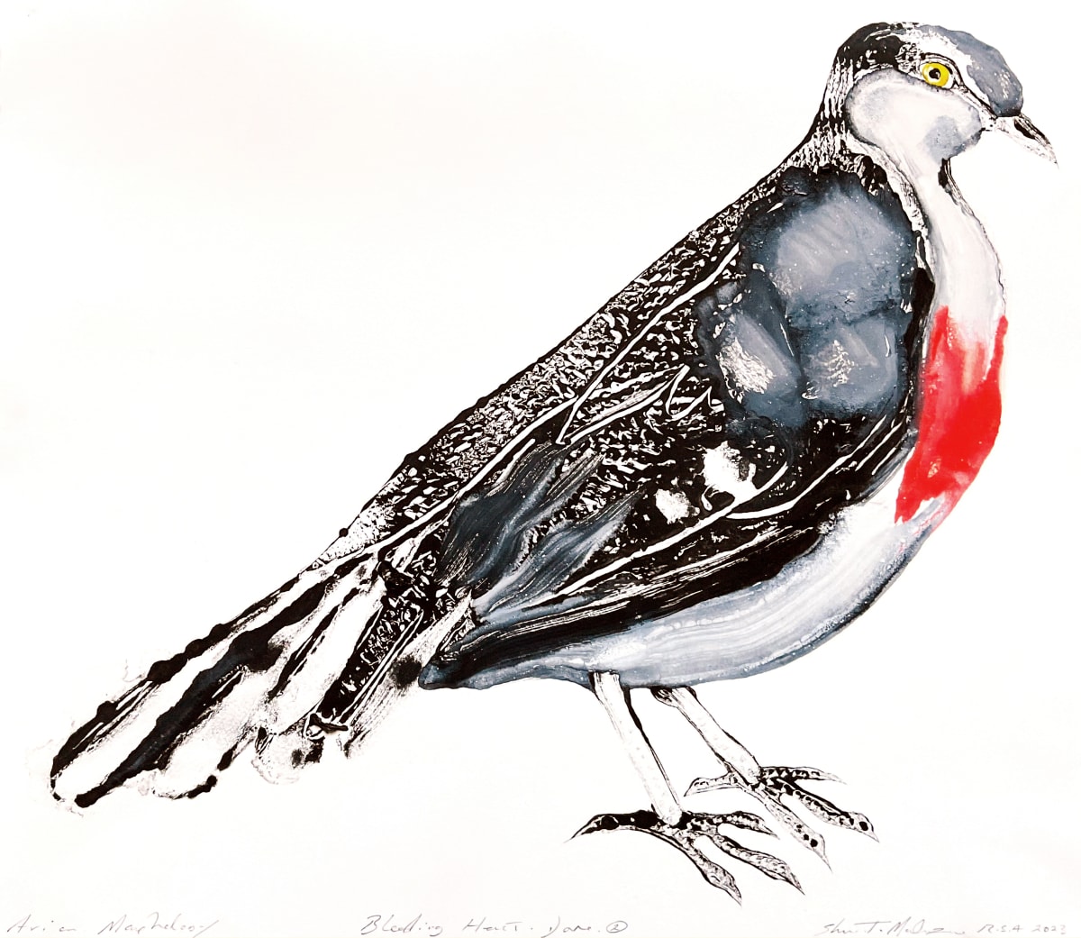 Avian Morphology Dove Hybrids: Bleeding Heart Dove 2