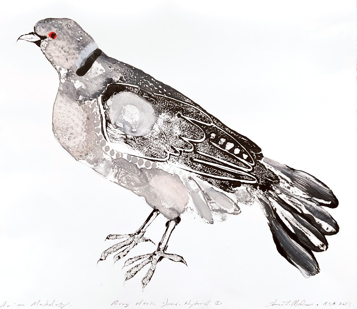 Avian Morphology Dove Hybrids: Ring Neck Dove Hybrid 1