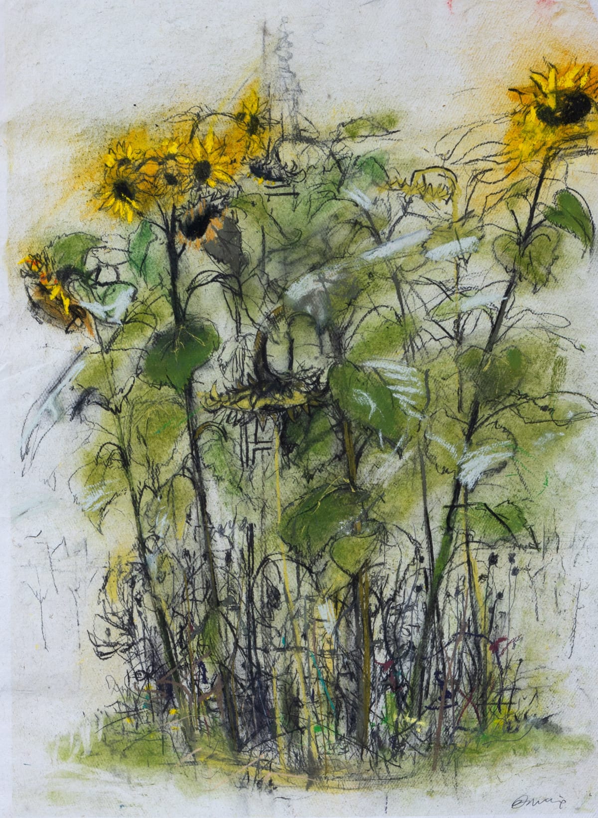 Ceres Sunflowers