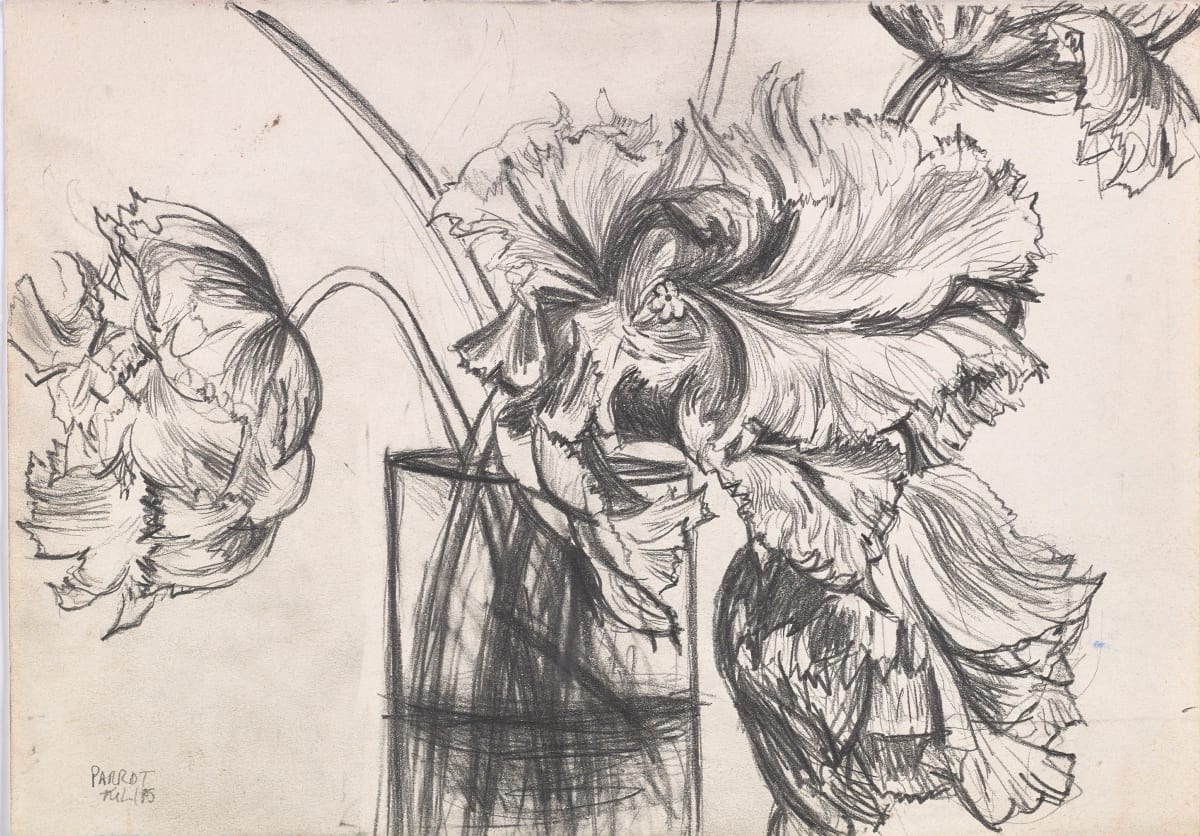 Parrot Tulips