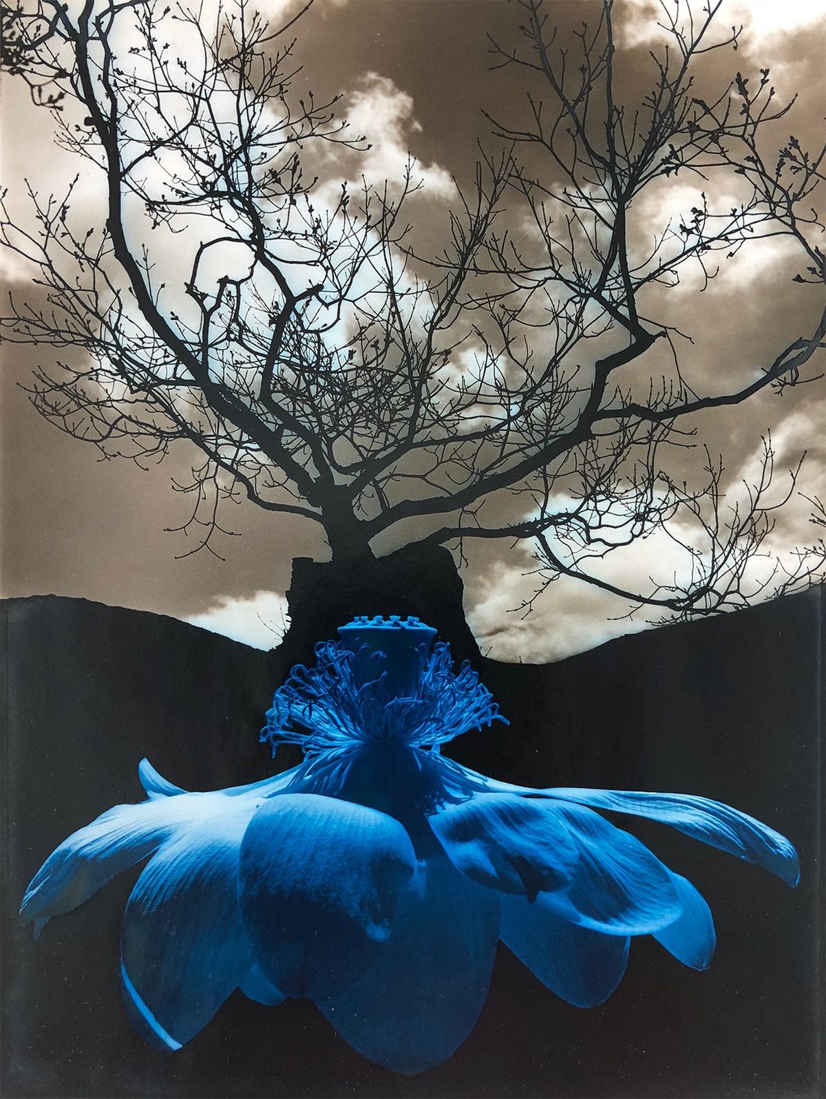Jerry Uelsmann, Untitled, 1968 (Blue Lotus and Bare Tree), 1968