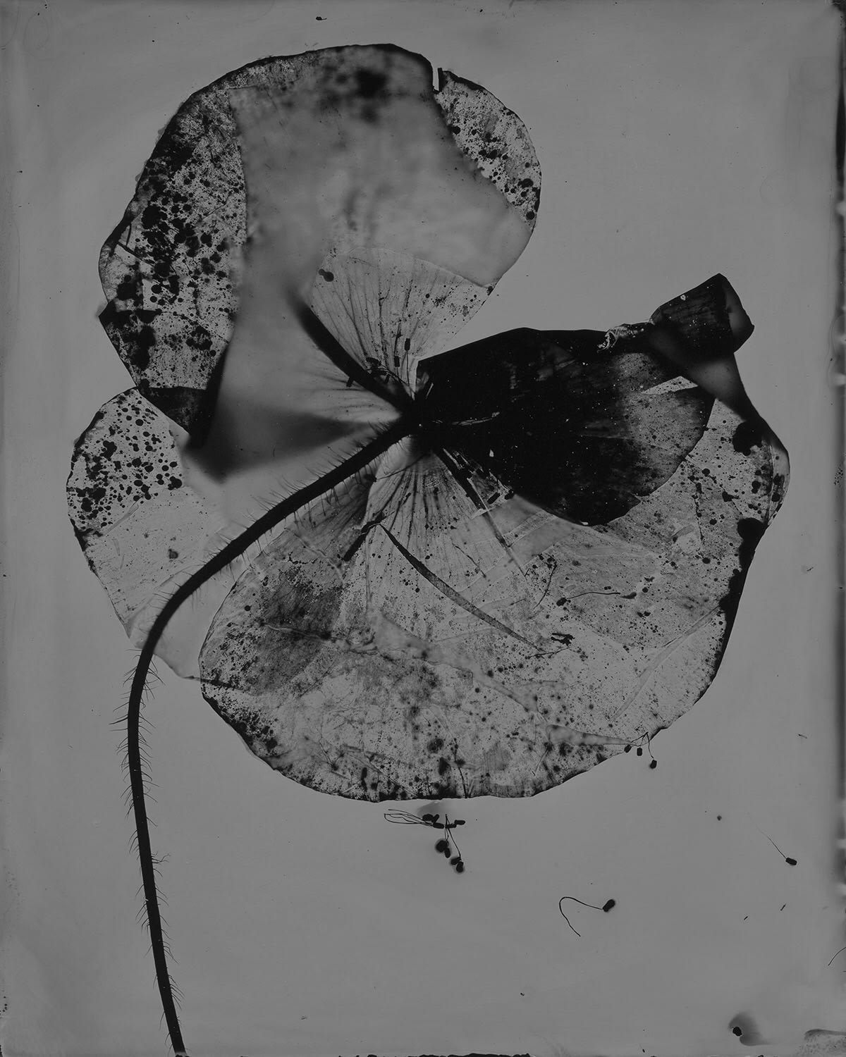 Flanders Poppy No. 2, 2020