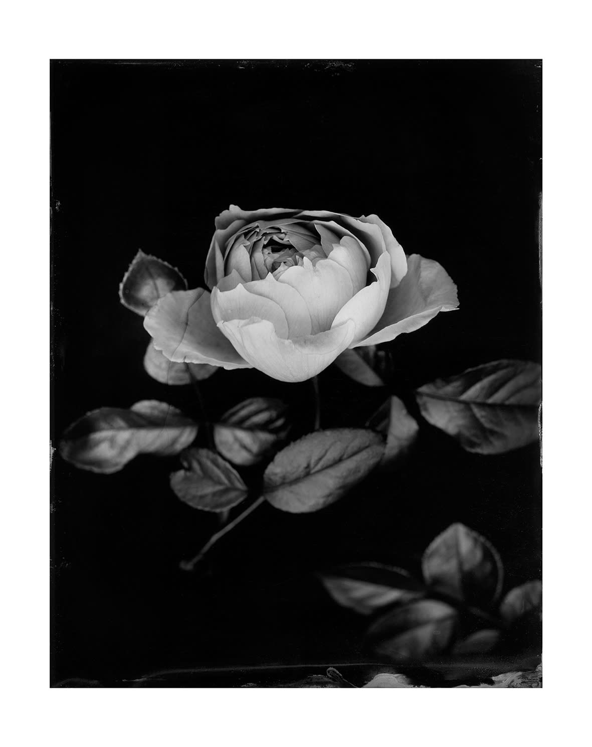 Rosa ‘The Generous Gardener’