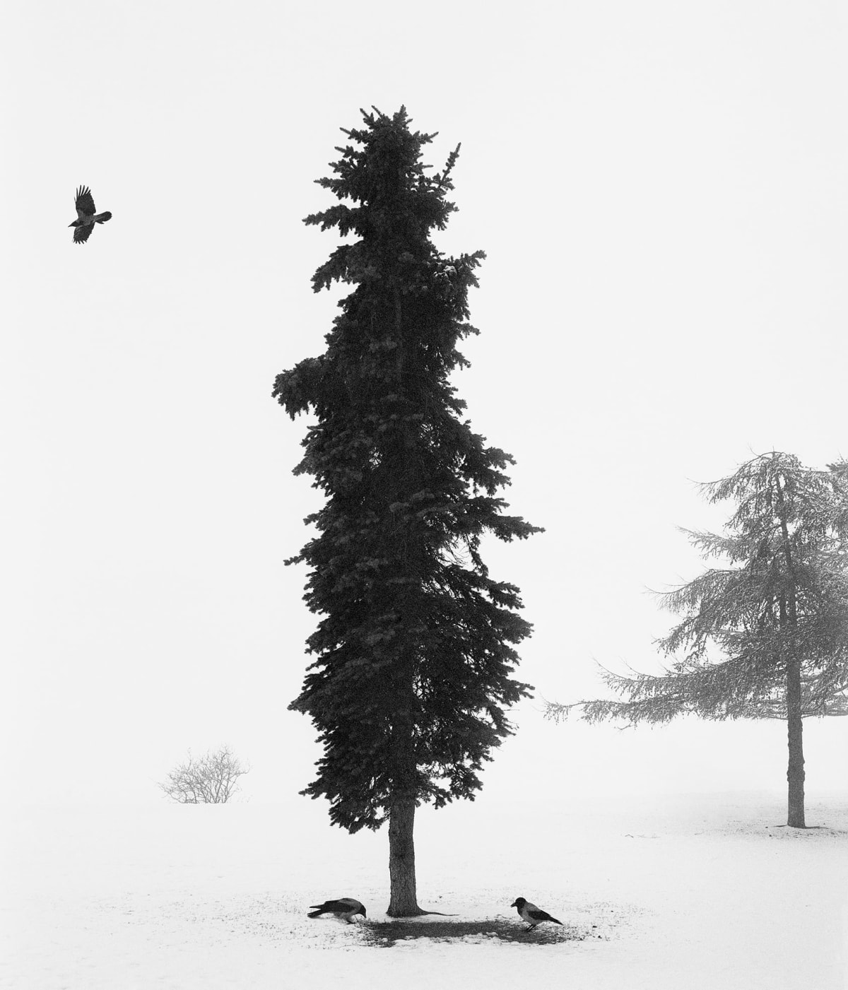 PENTTI SAMMALLAHTI 写真集 Pentti Sammallahti - Works | Print Sales Gallery | The
