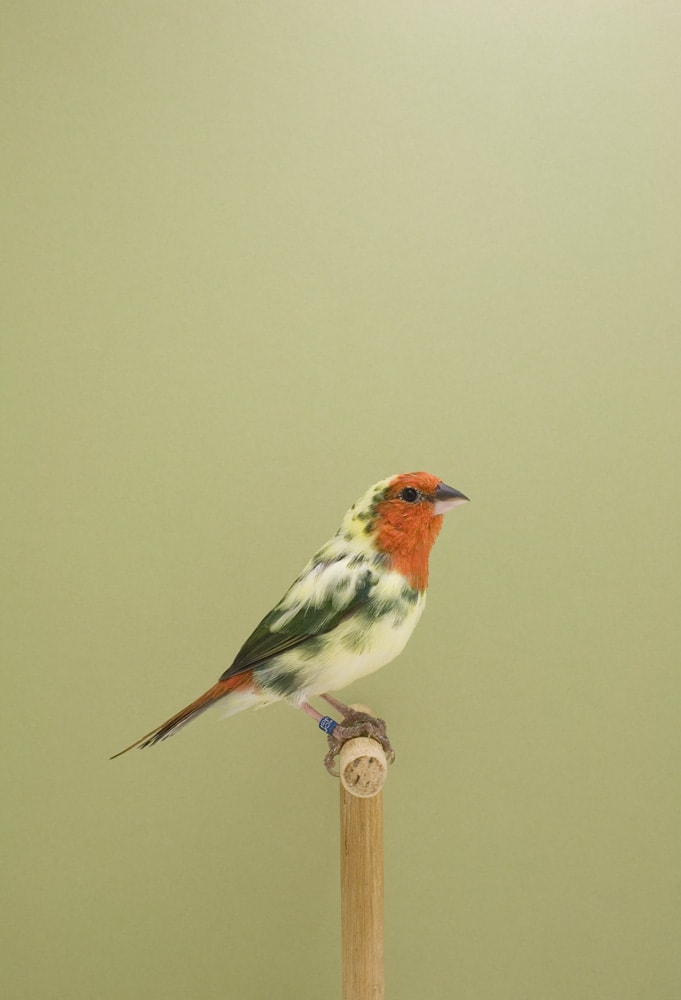 Luke Stephenson - The Incomplete Dictionary of Show Birds, 2009