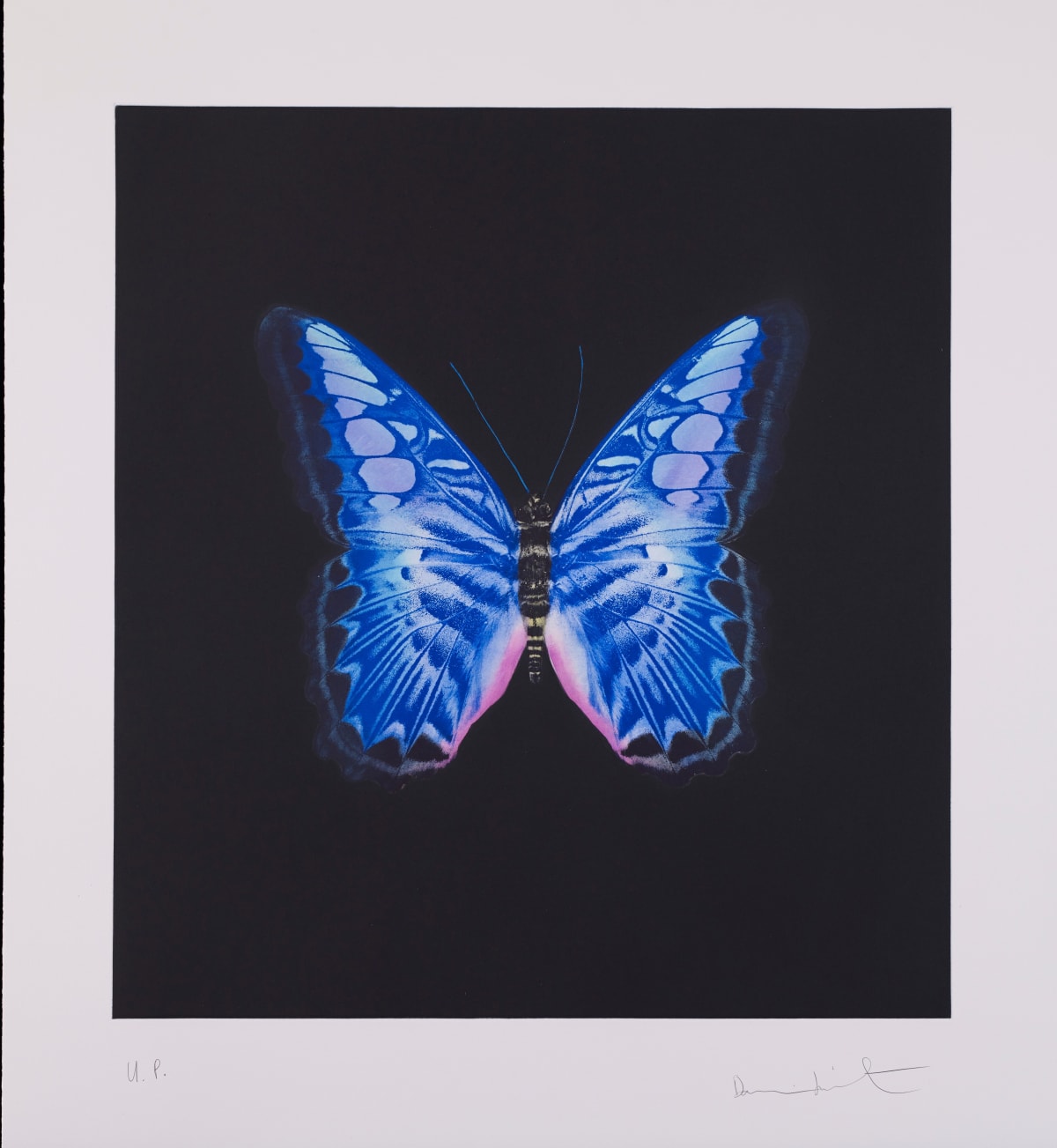 特価ブランド Damien Hirst Editions Andipa | Sale For Butterflies 版画