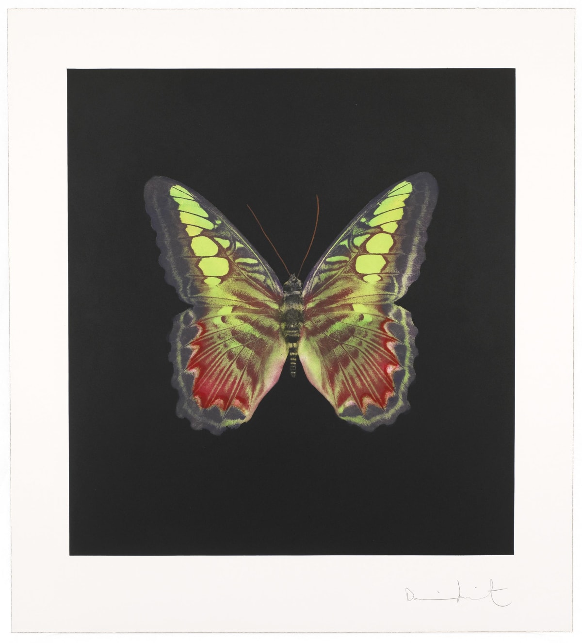 高級素材使用ブランド Butterflies Hirst Damien For Editions Andipa | Sale 版画