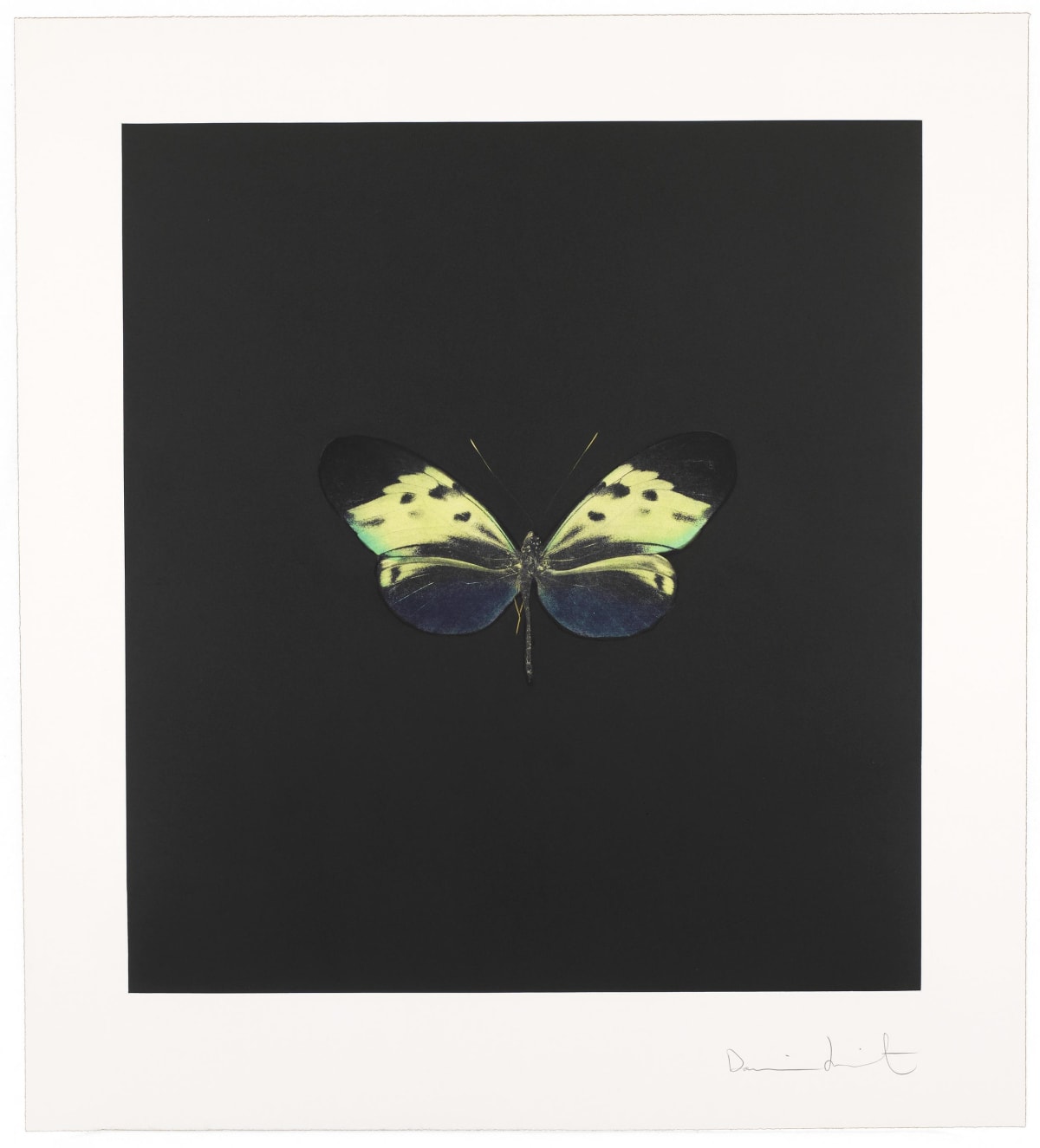 安いそれに目立つ Damien Hirst Butterflies For Sale | Andipa Editions 版画