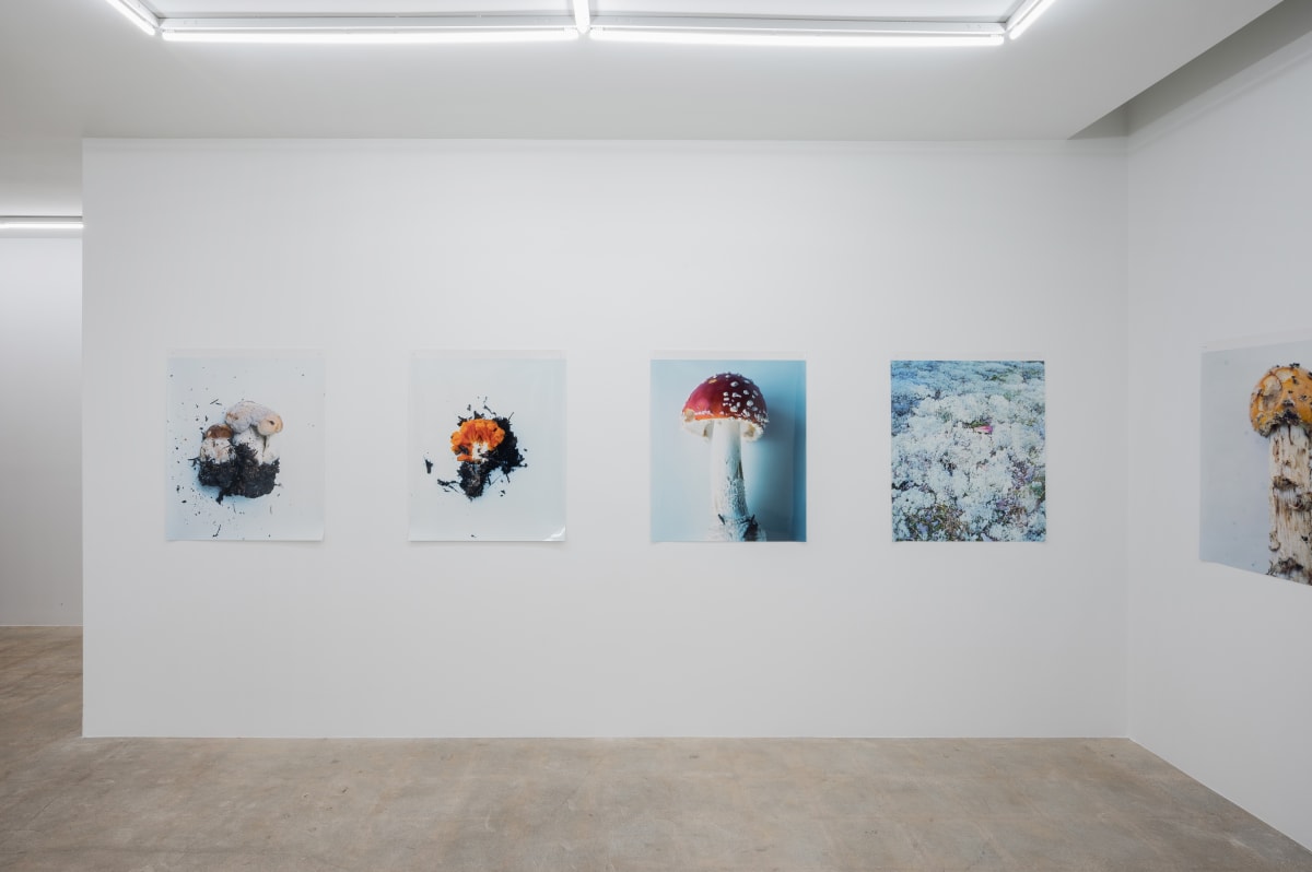 Takashi Homma | June 5 - July 17, 2021 | Nonaka-Hill