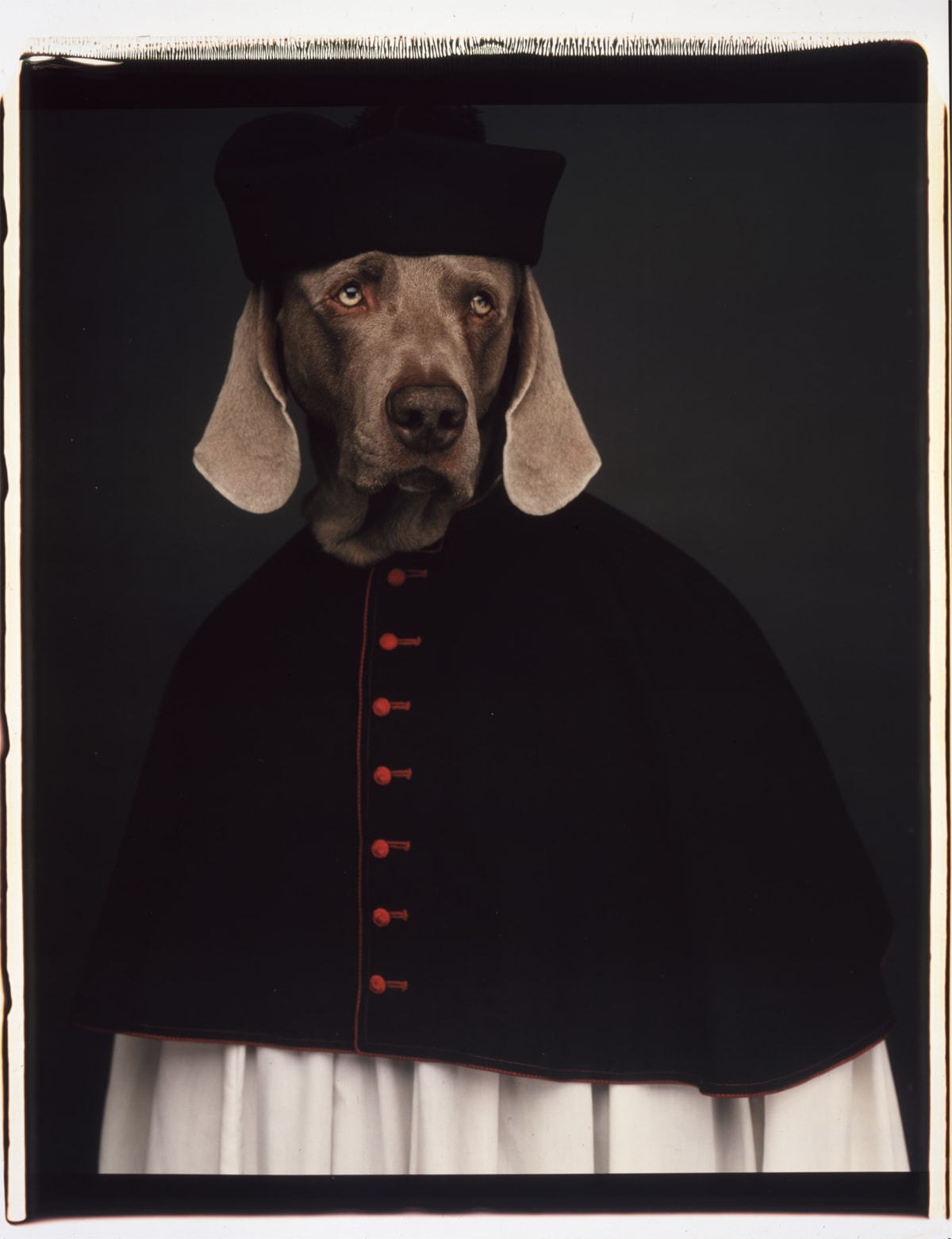William Wegman 20 x 24 in 2024