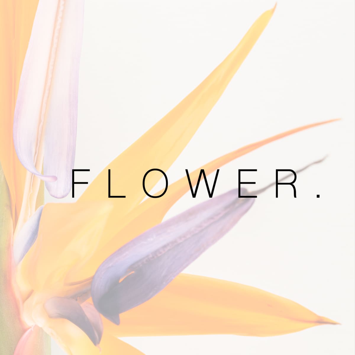 F L O W E R .