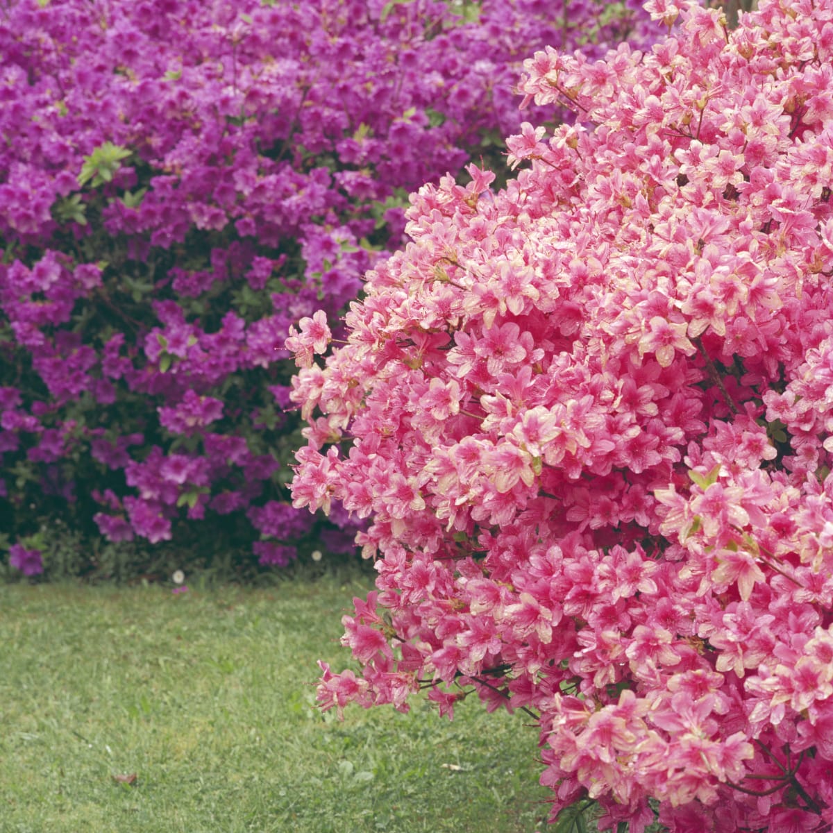 {Suite} Summer Series