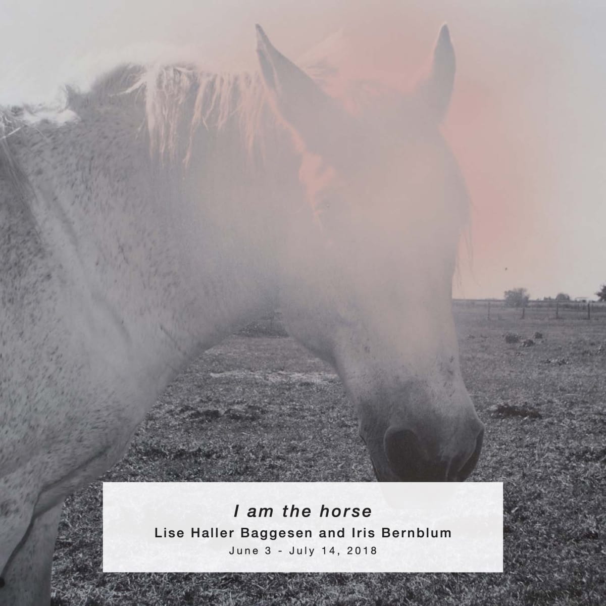 I am the horse: Lise Haller-Baggesen and Iris Bernblum