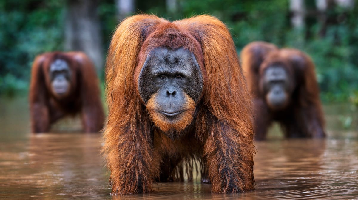 "Storytelling" by David Yarrow