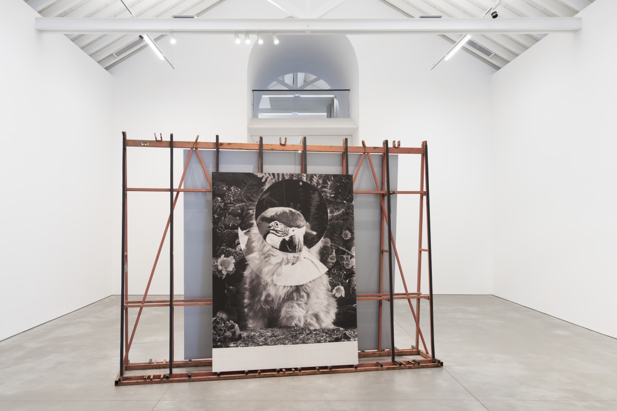 Quimera Daniela Ângelo