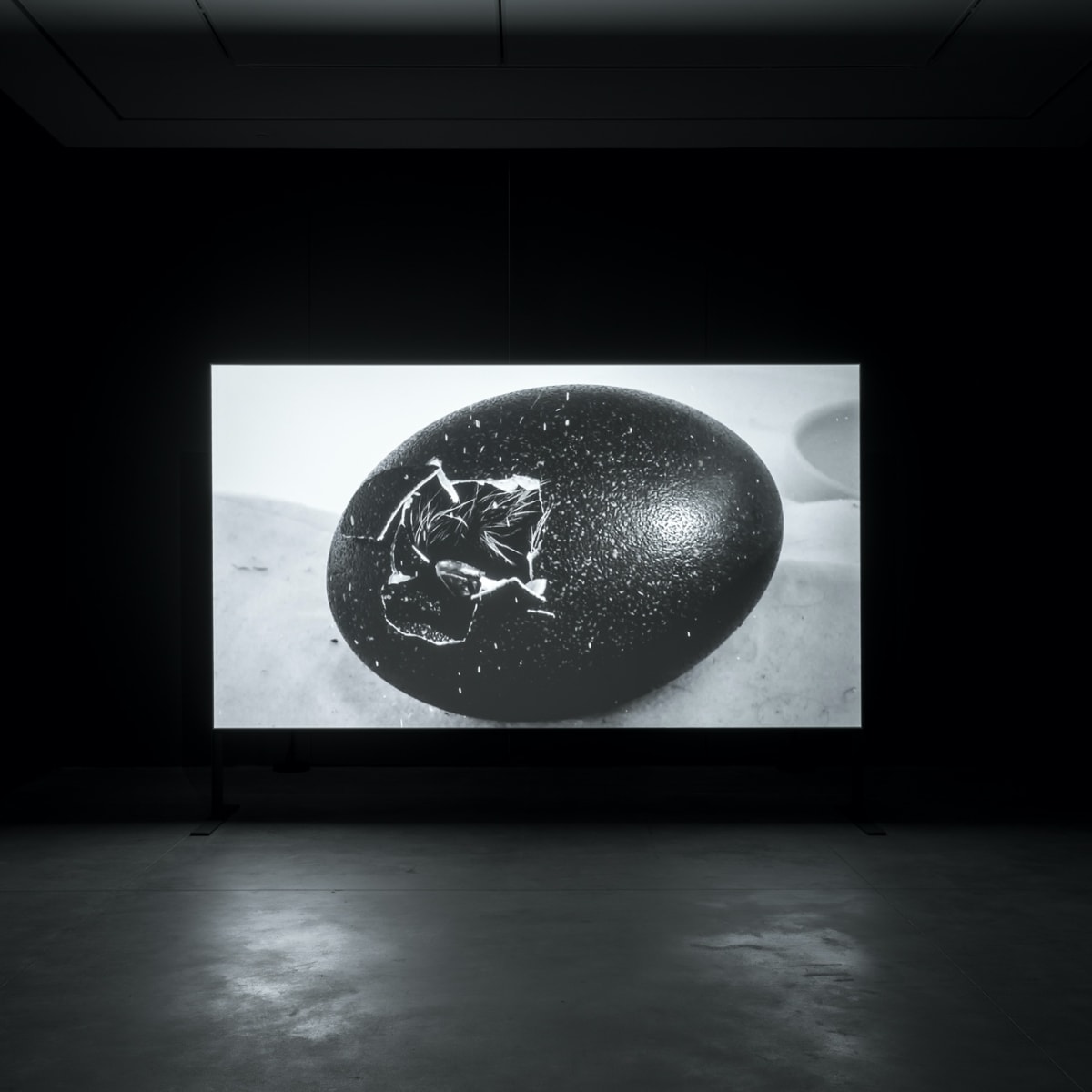 This is a Shot. Obras da Coleção de Serralves