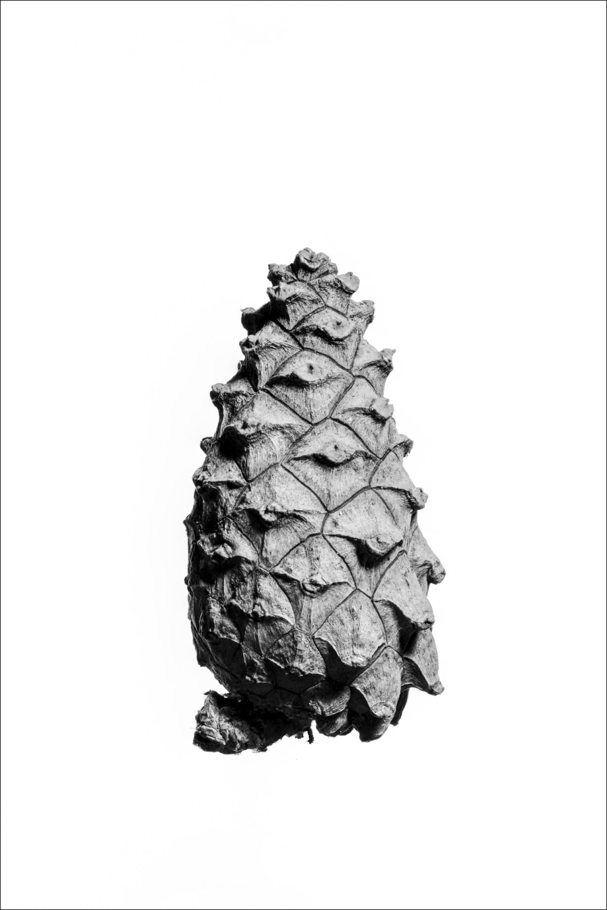 White Pine Cone Sketch