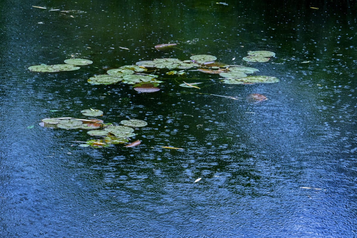 Janet Russek + David Scheinbaum: Giverny Opening Saturday, February 14, 2026