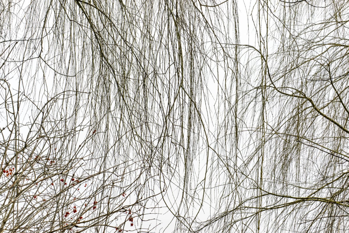 Janet Russek + David Scheinbaum: Giverny Opening Saturday, February 14, 2026